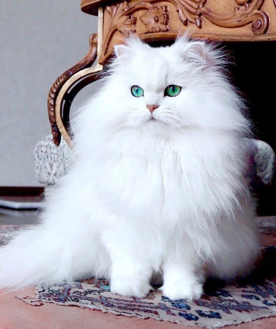 Schönesbild Einer Persischen Katze