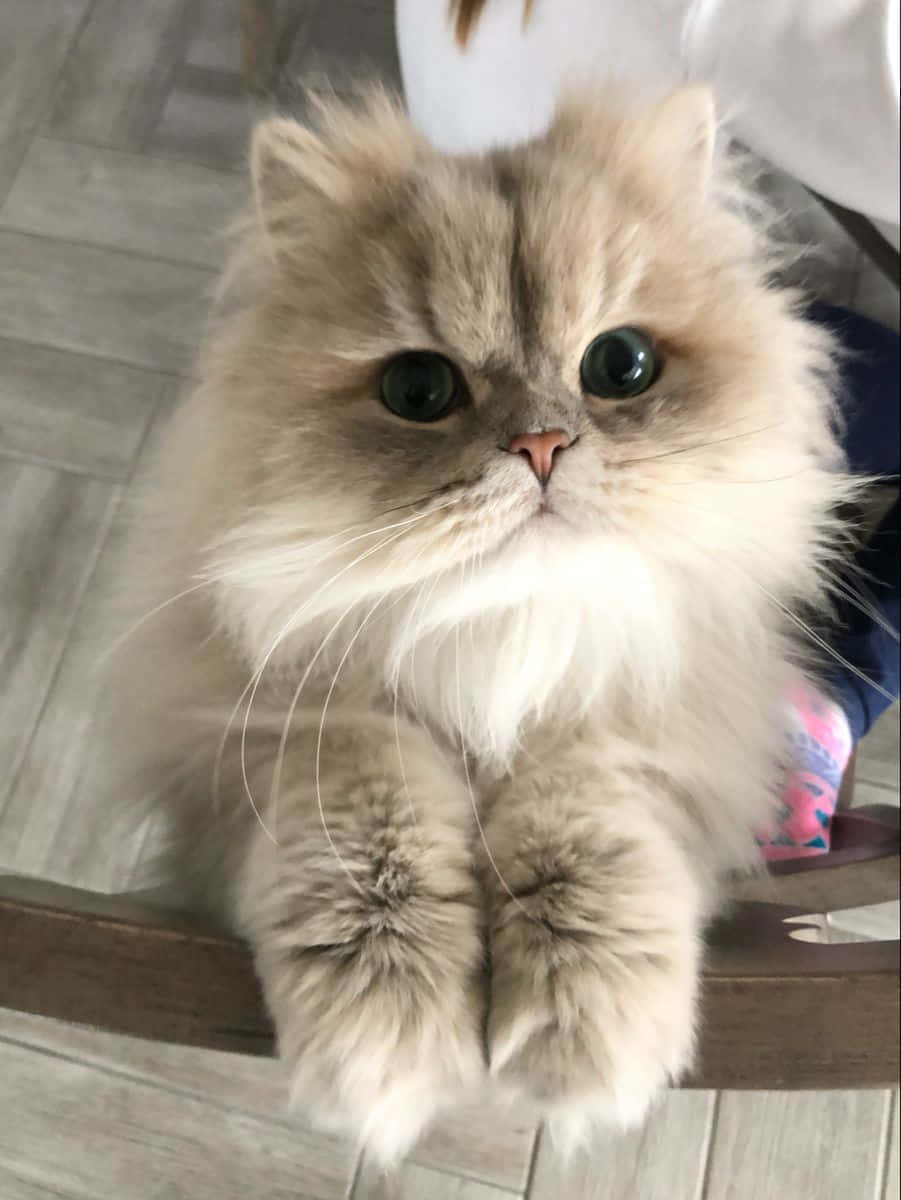 Sleek Persian Cat Picture