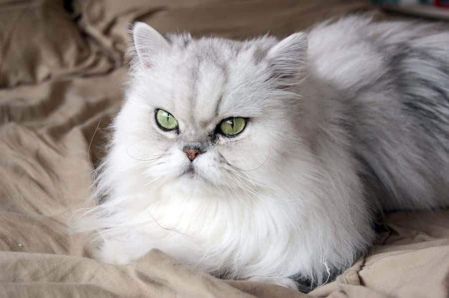 Spotted Persian Cat Picture