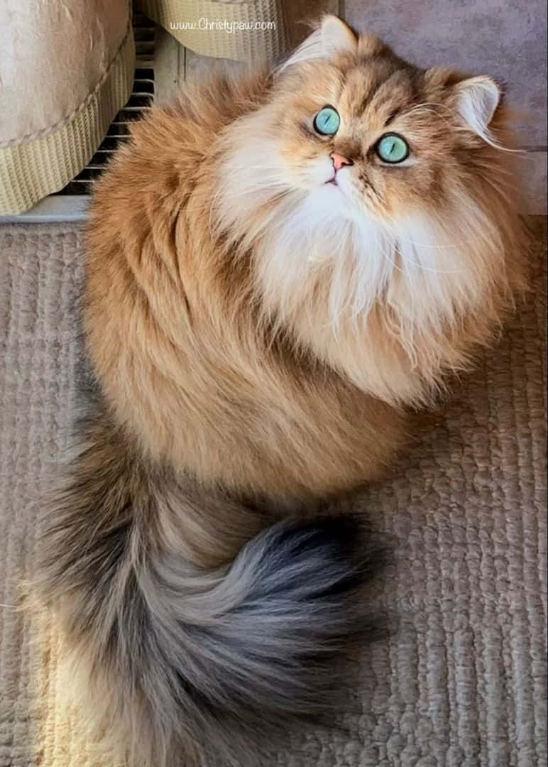 Persian Cat Elegant Picture