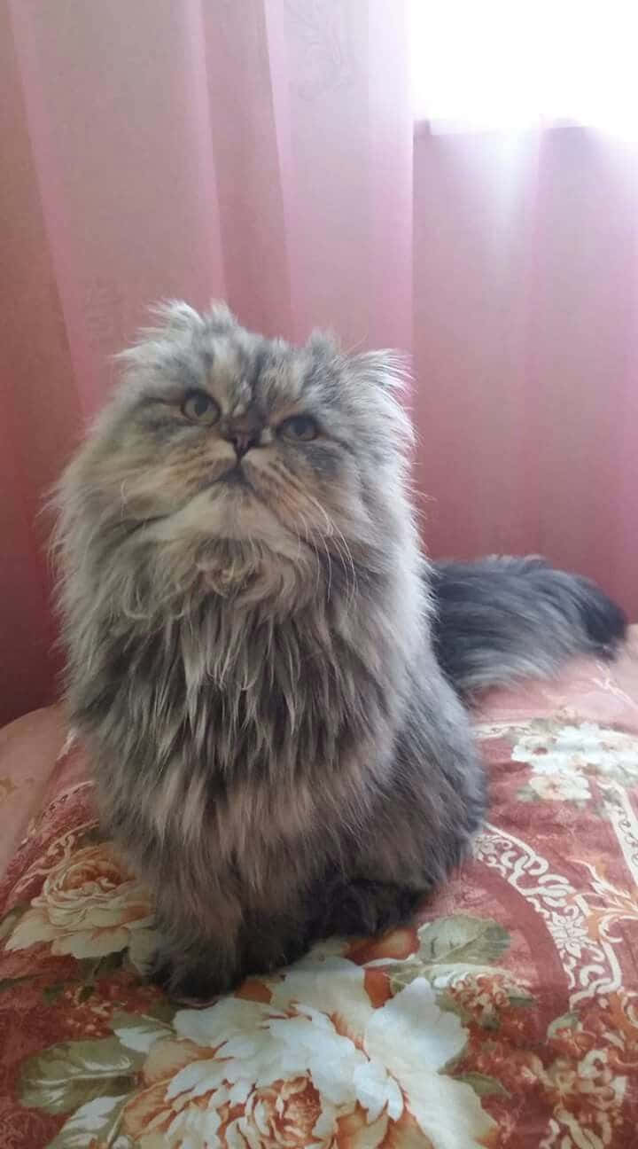Furry Persian Cat Picture
