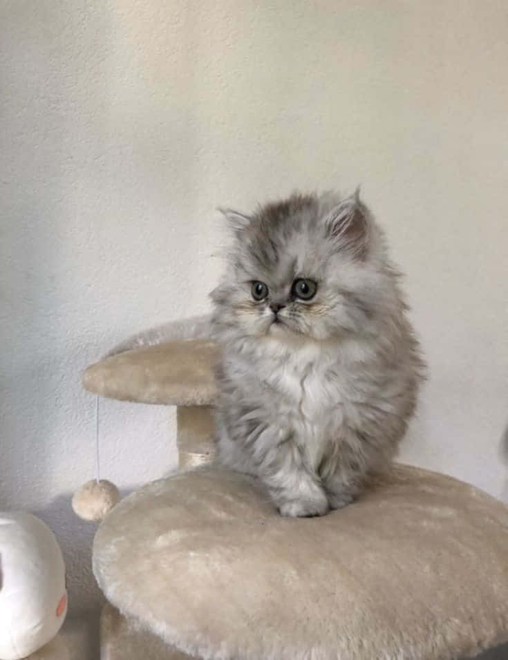 Short-haired Persian Cat Picture