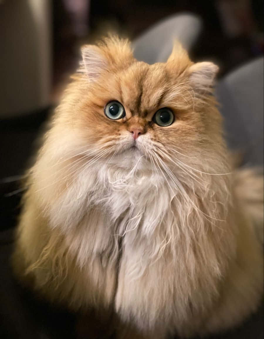 Heimlichesbild Einer Persischen Katze