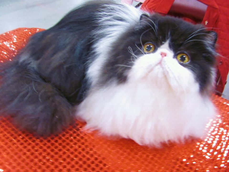Bright-eyed Persian Cat Picture
