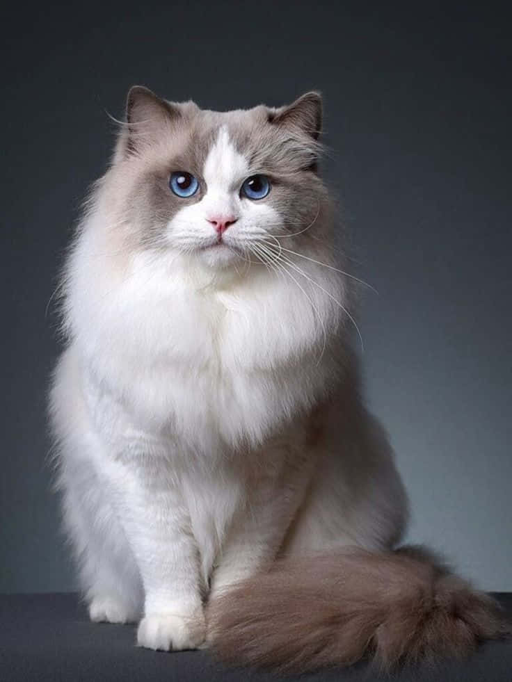 Rengörbild På Persisk Katt.