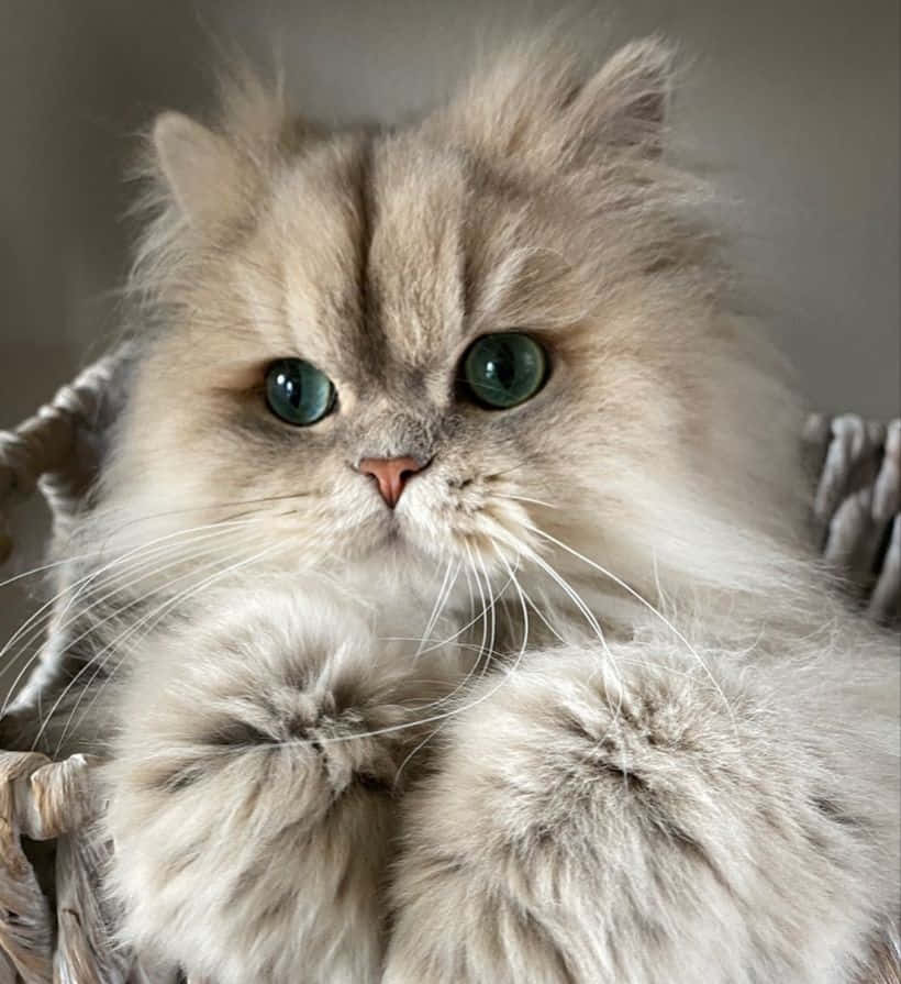 Vänligkattbild På Persisk Katt.