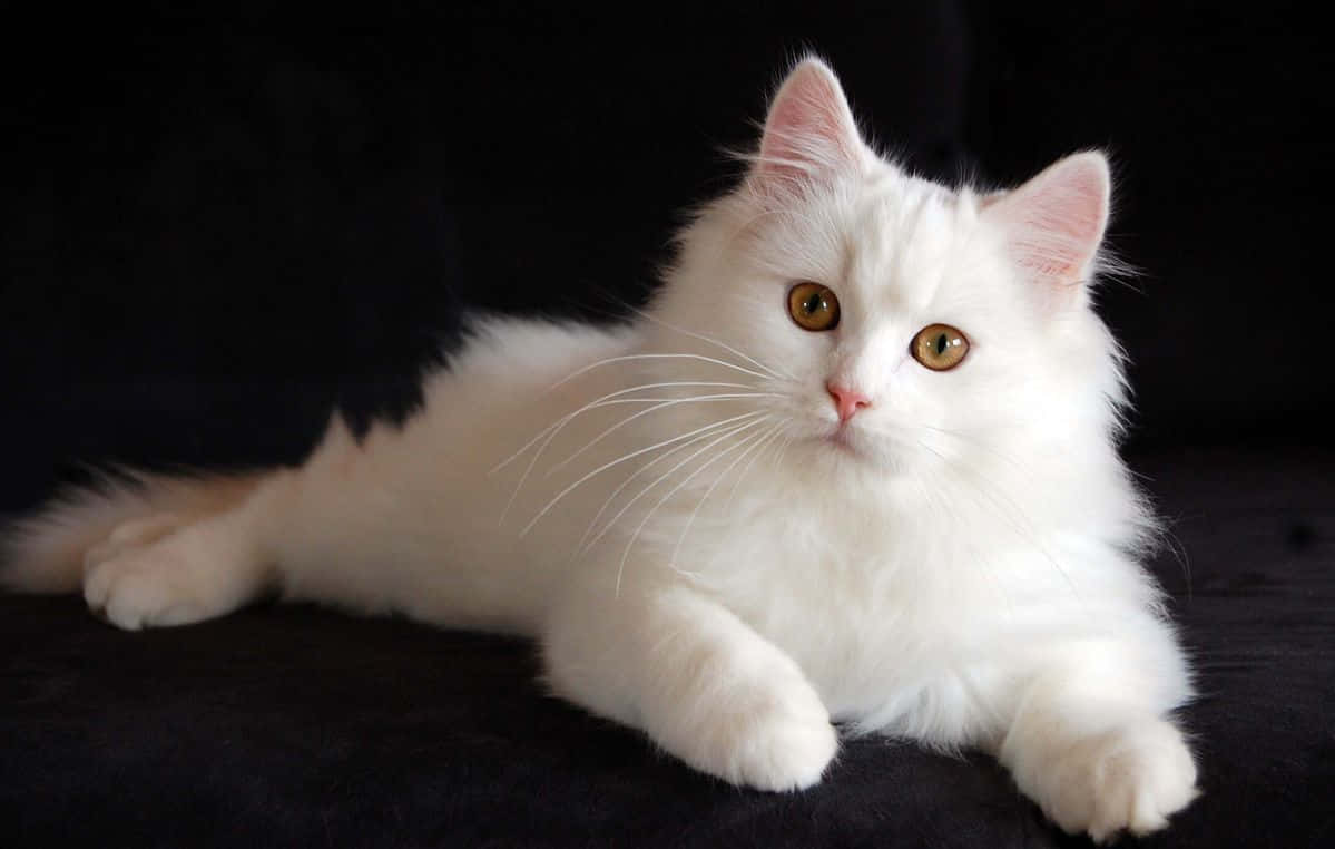 Adorabileimmagine Di Un Gatto Persiano