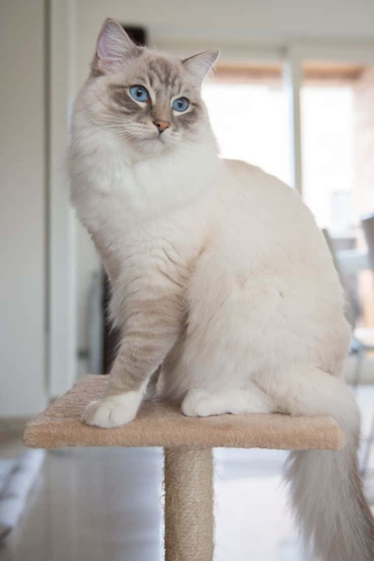 Geliebtesbild Einer Persischen Katze