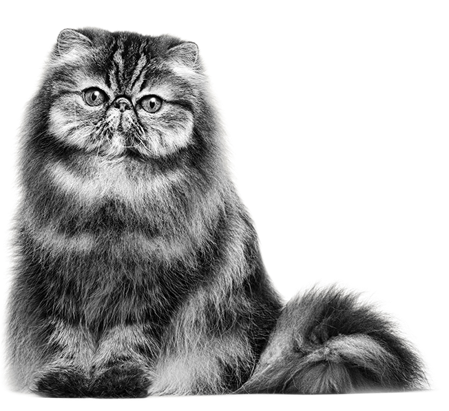 Persian Cat Portrait PNG