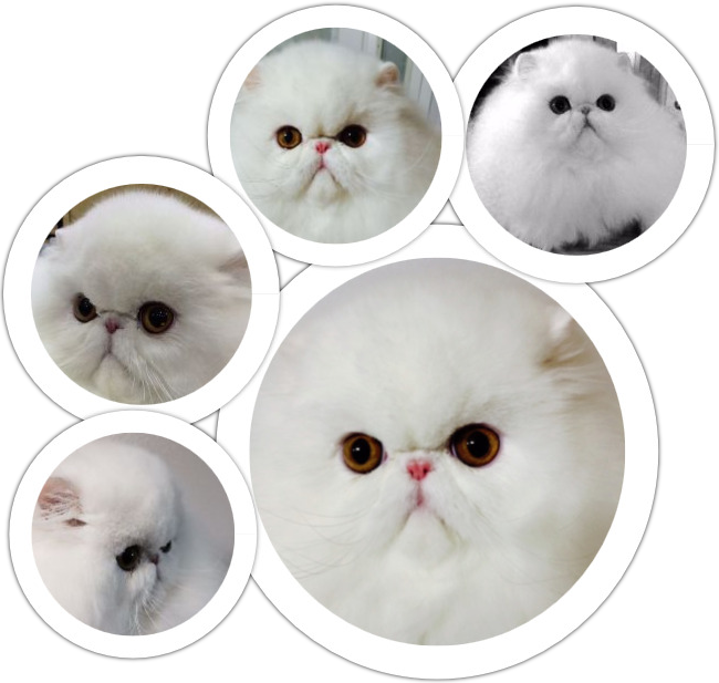 Persian Cats Collage PNG