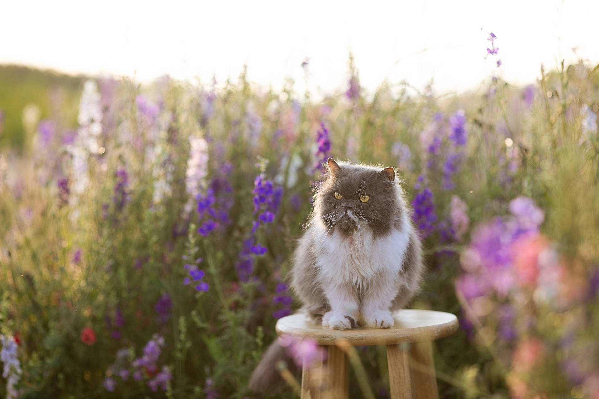 Persian Cute Cat Aesthetic Background