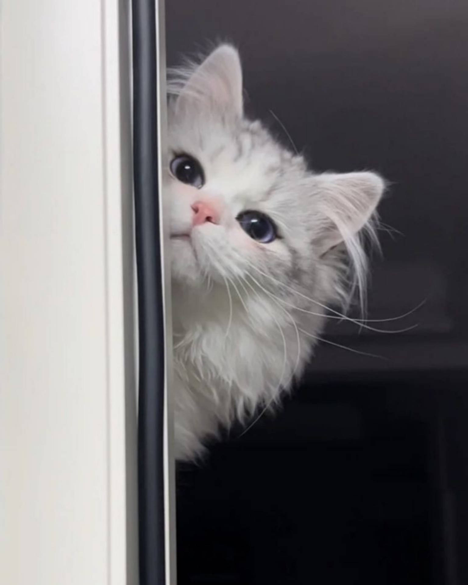 Persian Cute Cat Aesthetic Peeking Wallpaper