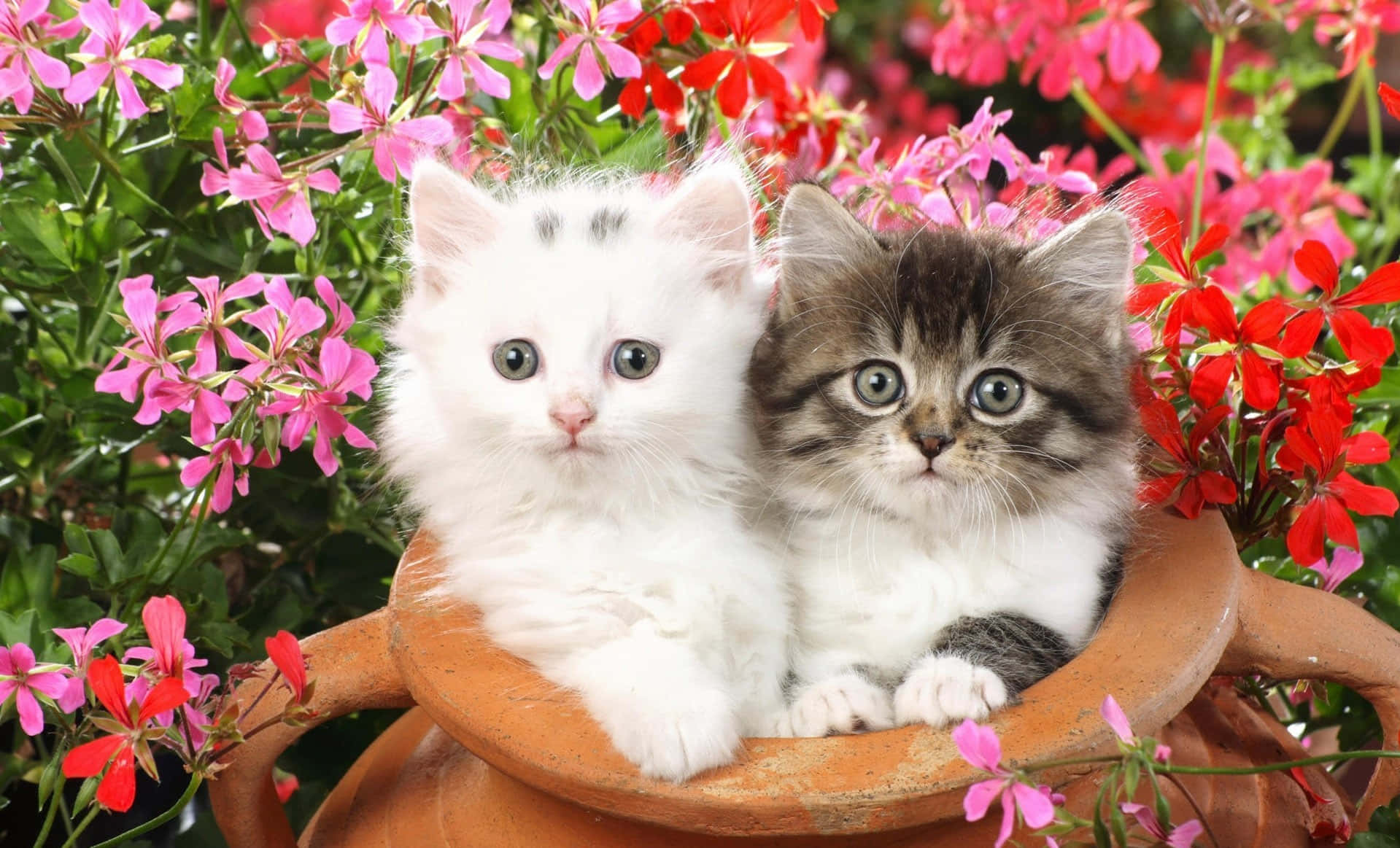 Persian Cute Kitties With Flowers Wallpaper