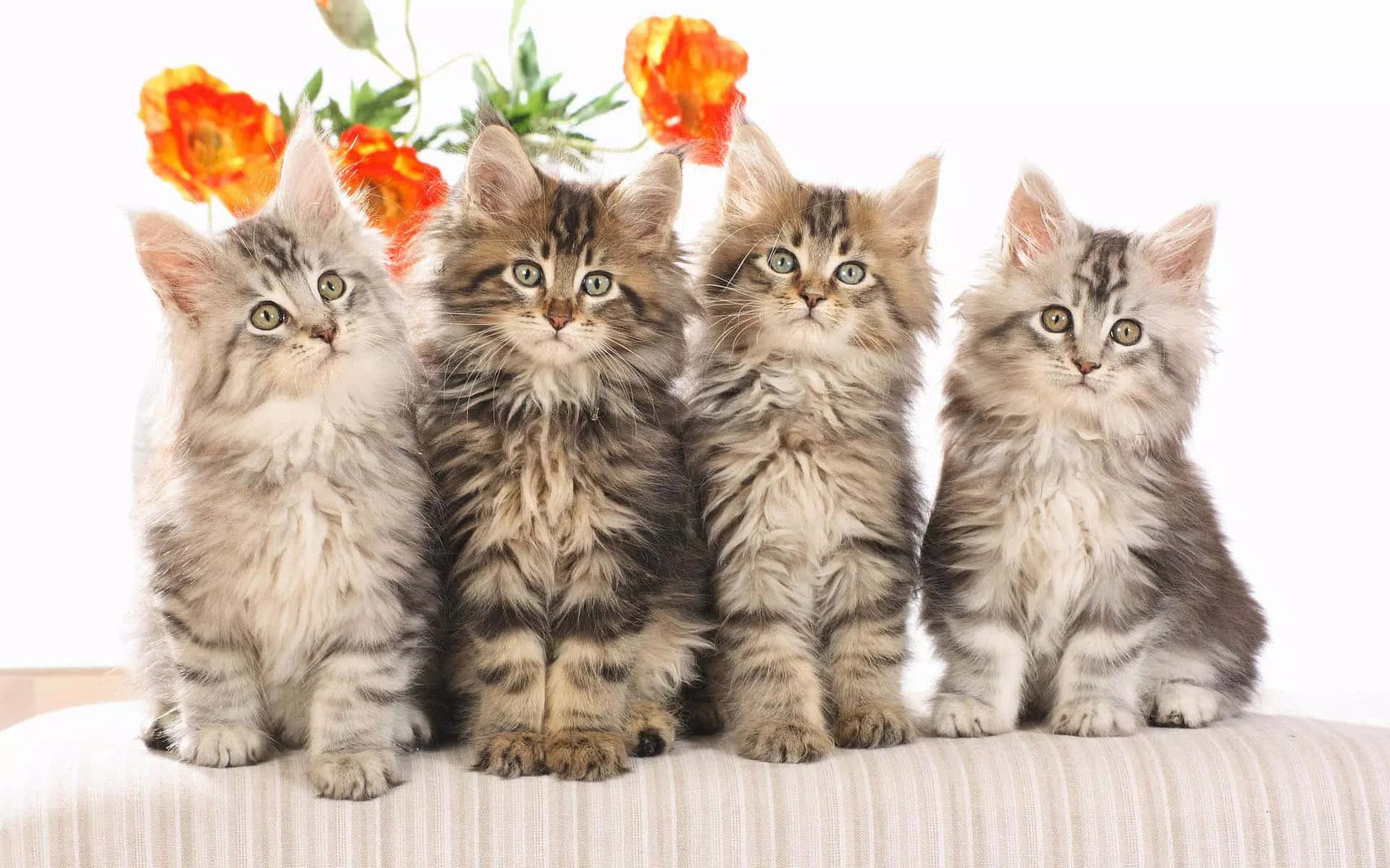 Persian Cute Kitties With Orange Flower Wallpaper