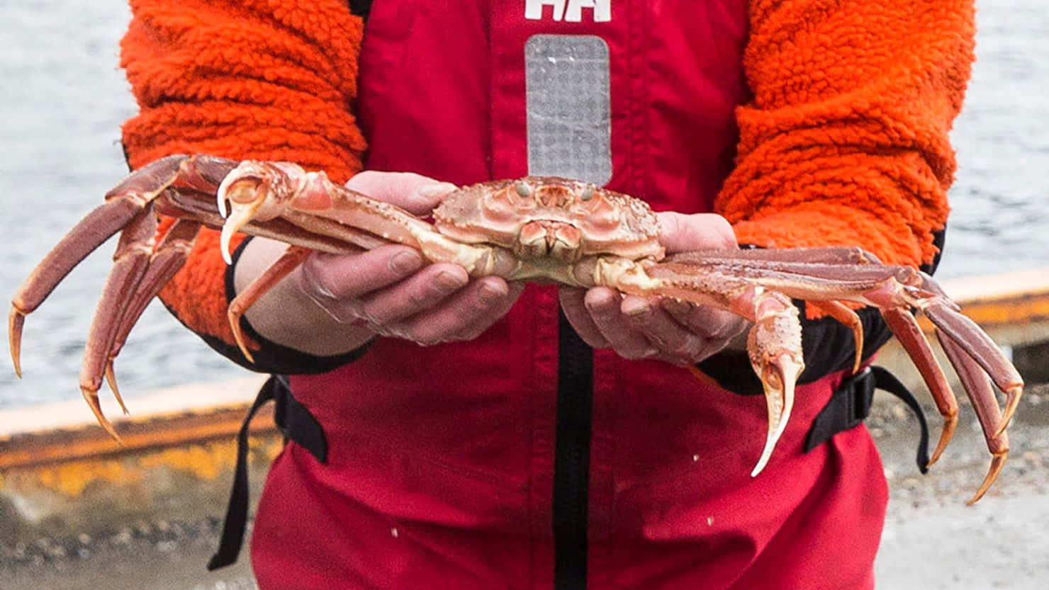 Person Holding Live Crab Wallpaper