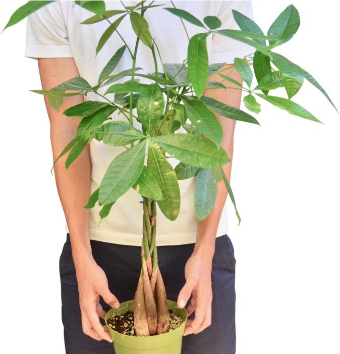 Person Holding Potted Money Tree Plant PNG
