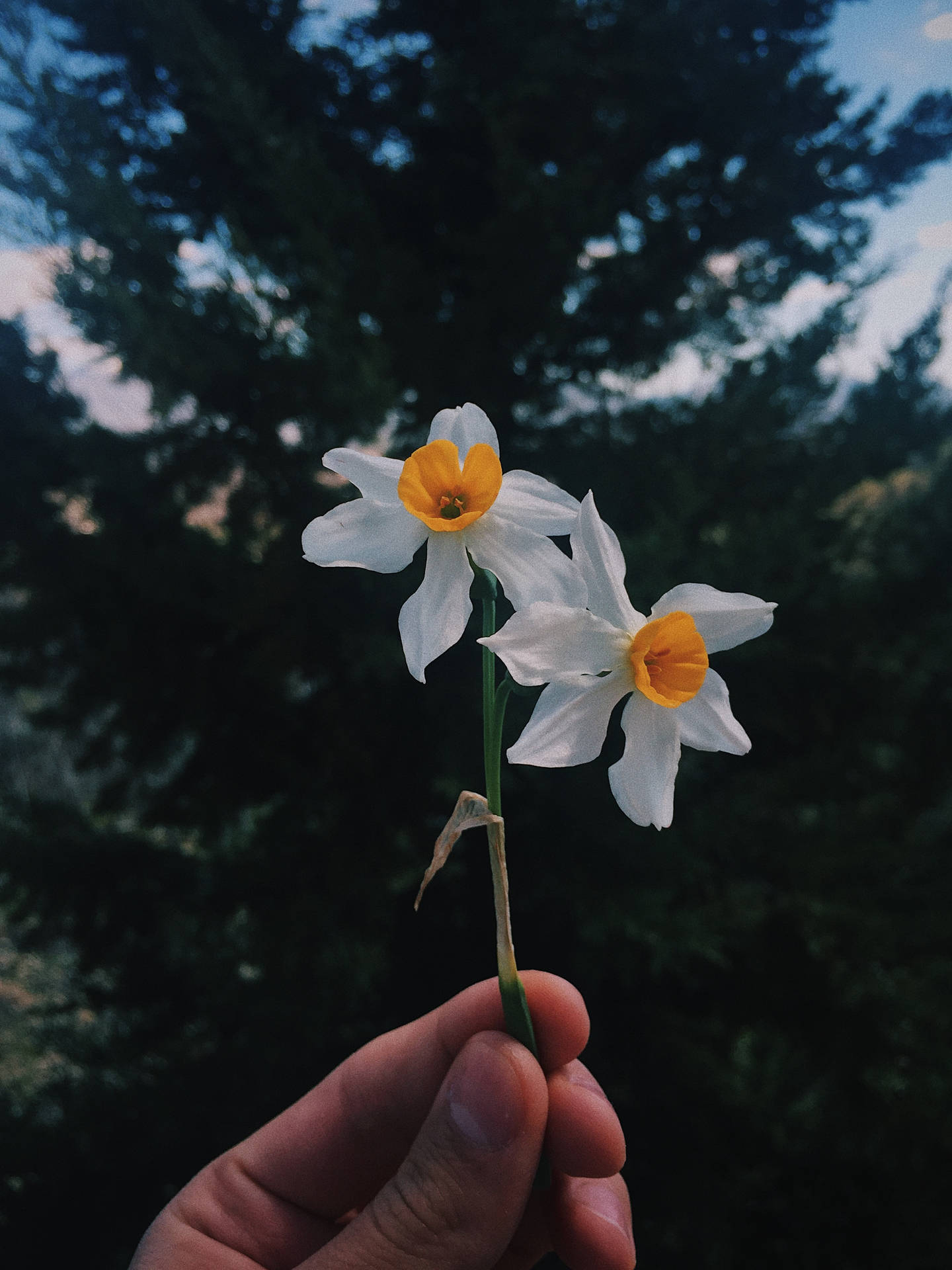 Person Holding Two Daffodils