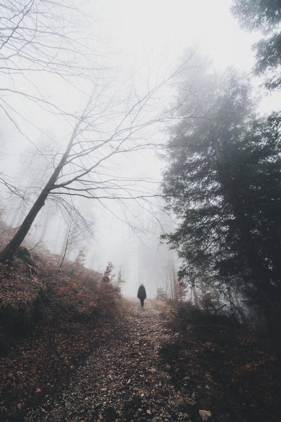 Person Walking Up Foggy Forest Wallpaper
