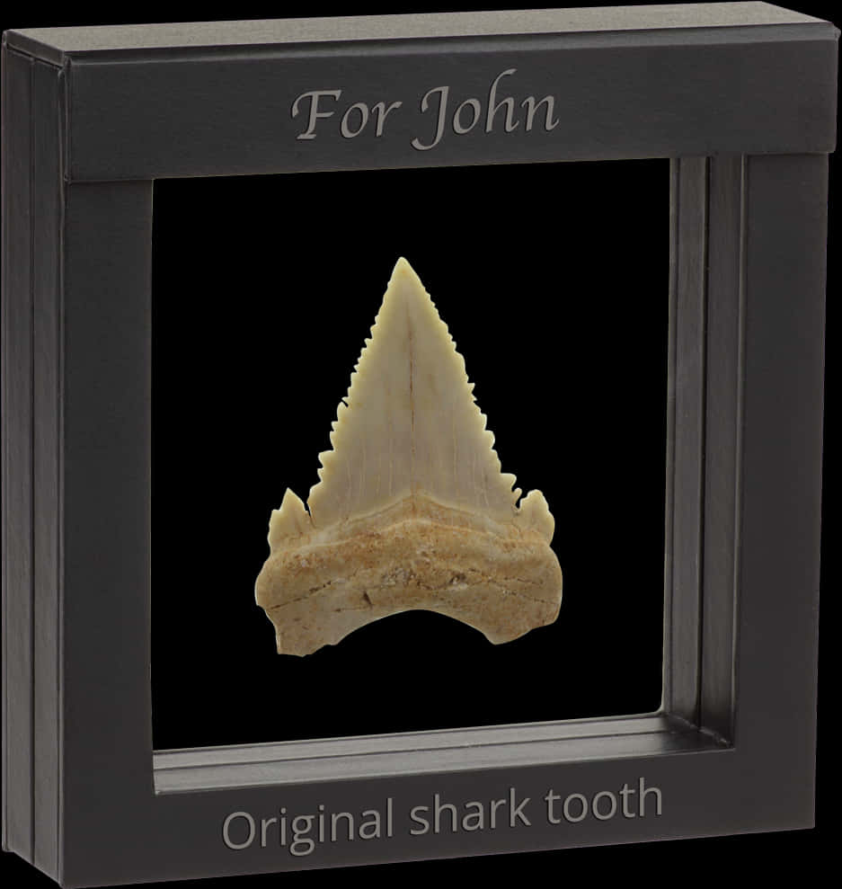 Personalized Shark Tooth Display For John PNG