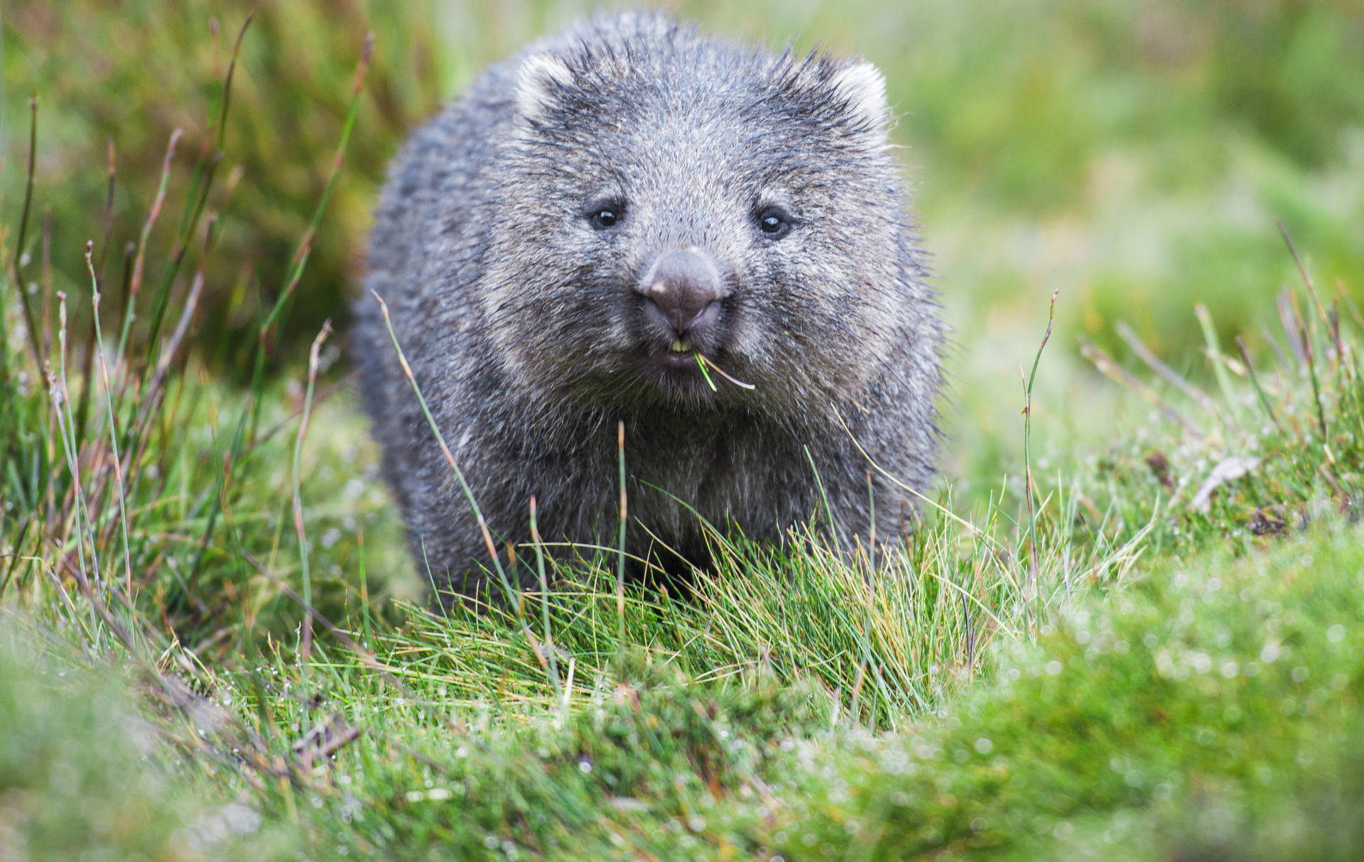 Wombats – On Wildlife