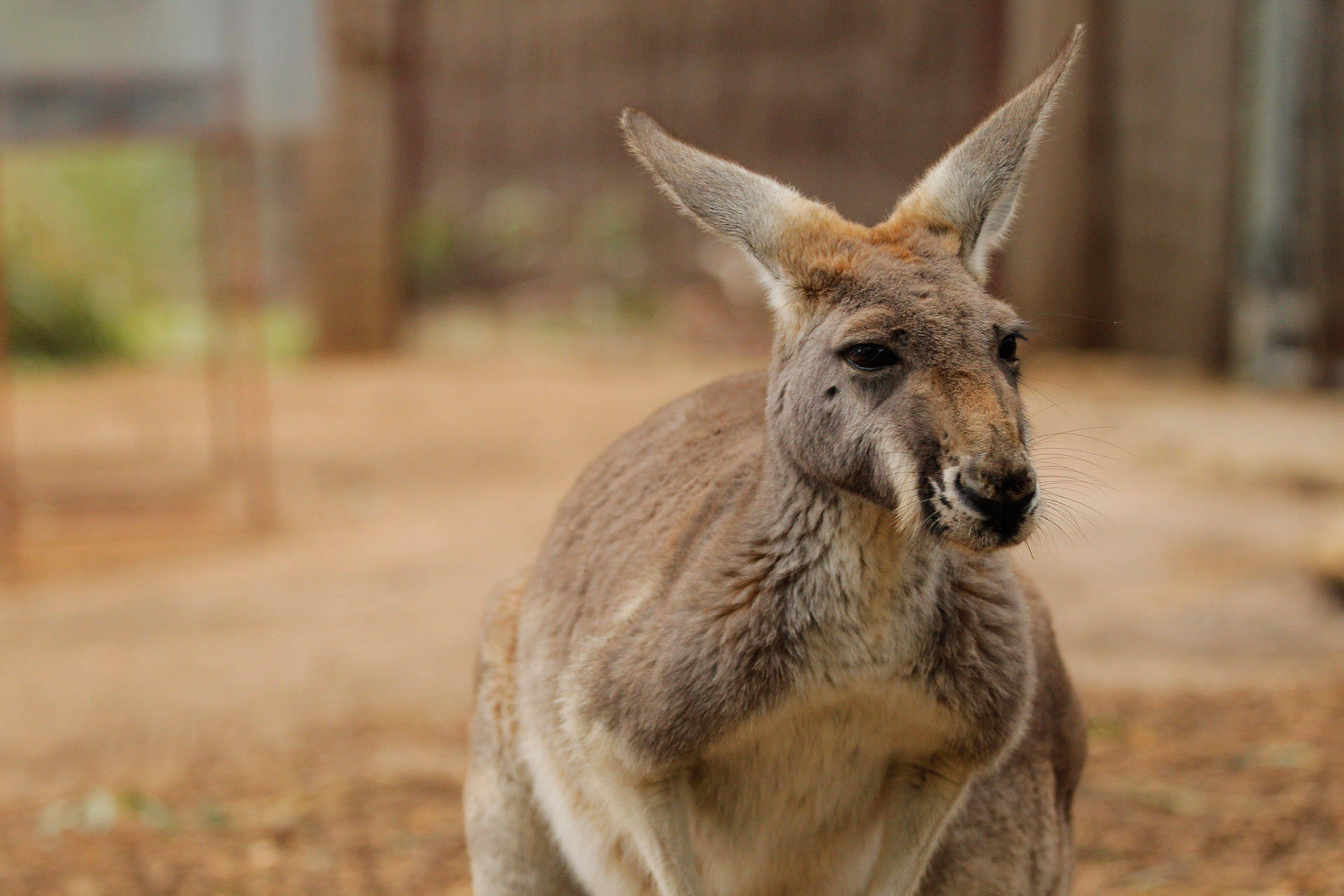 Perth Kangaroo At Zoo