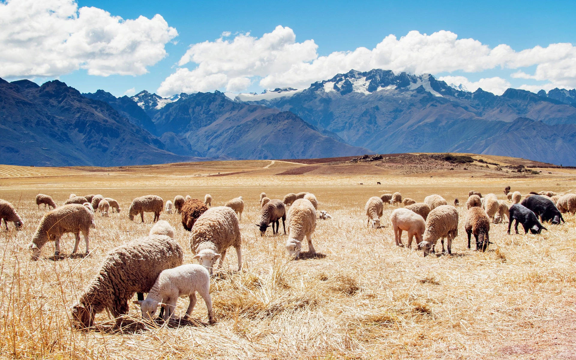 Beautiful landscape of Juliaca Sheep Fields in Peru Wallpaper