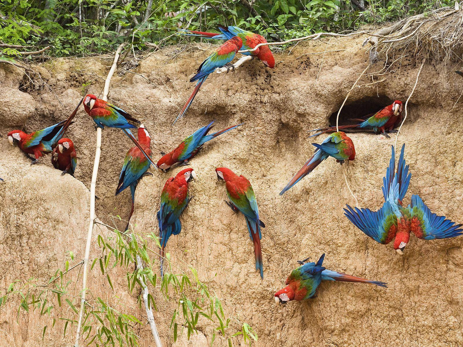 Peru Papegojor Amazons Wallpaper