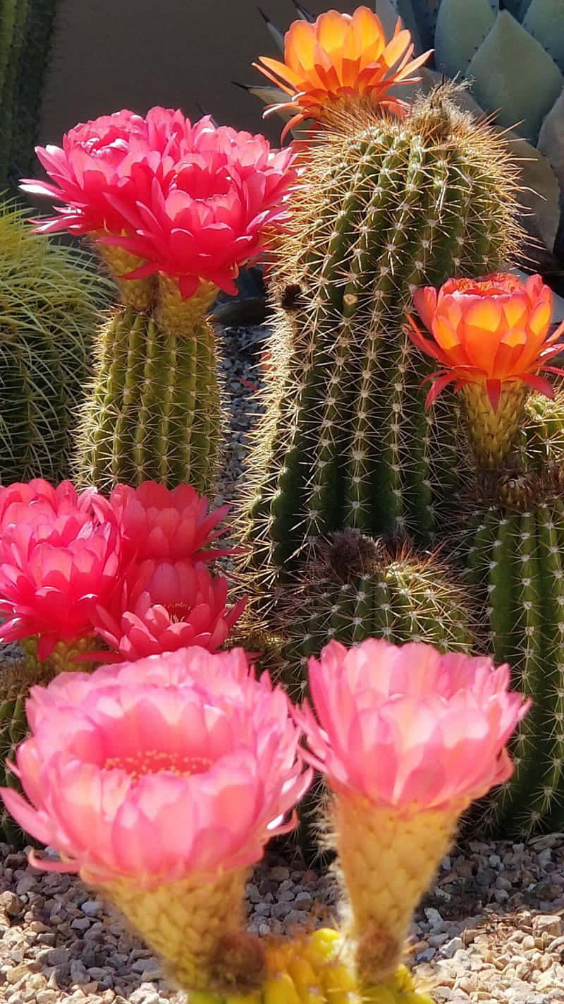 Peruviana Torch Cactus Flower Wallpaper