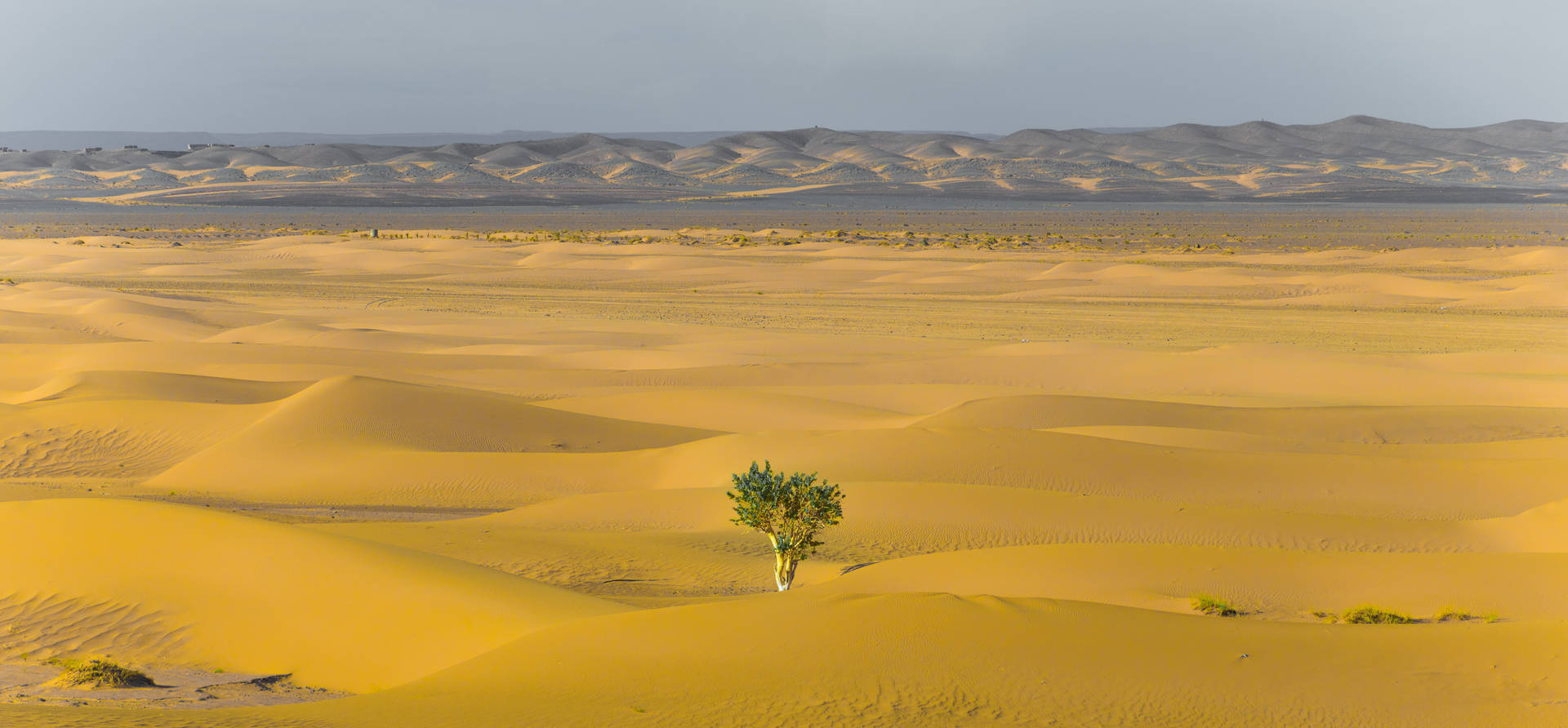 Árvoredo Deserto Pessimista Papel de Parede