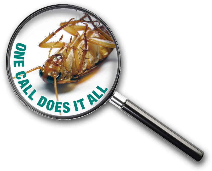 Pest Control Advertisement Cockroach Magnified PNG