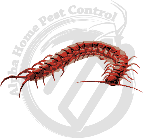 Pest Control Centipede Logo PNG
