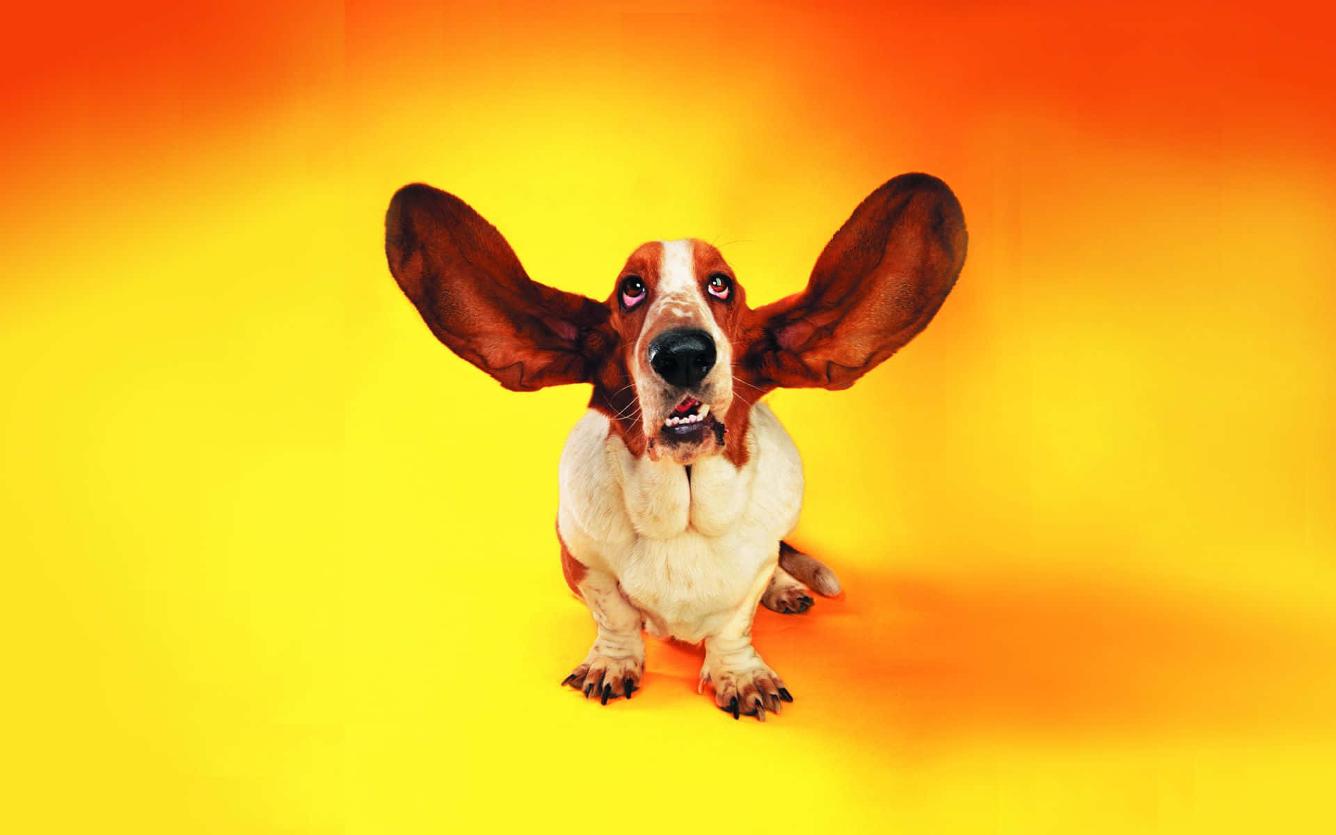 A Dog With Ears Up On A Yellow Background