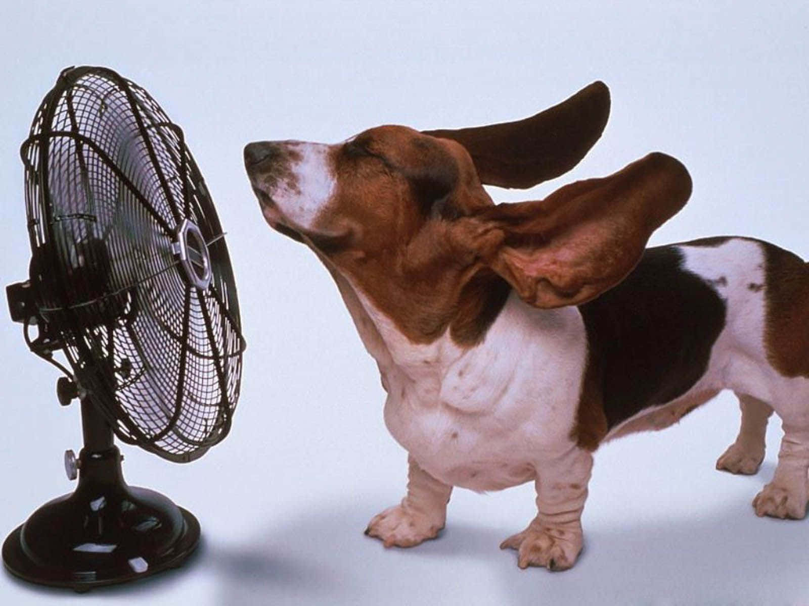 A Dog Is Standing Near A Fan