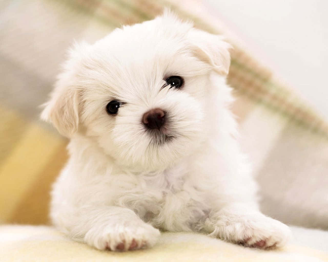 A White Puppy Is Sitting On A Blanket