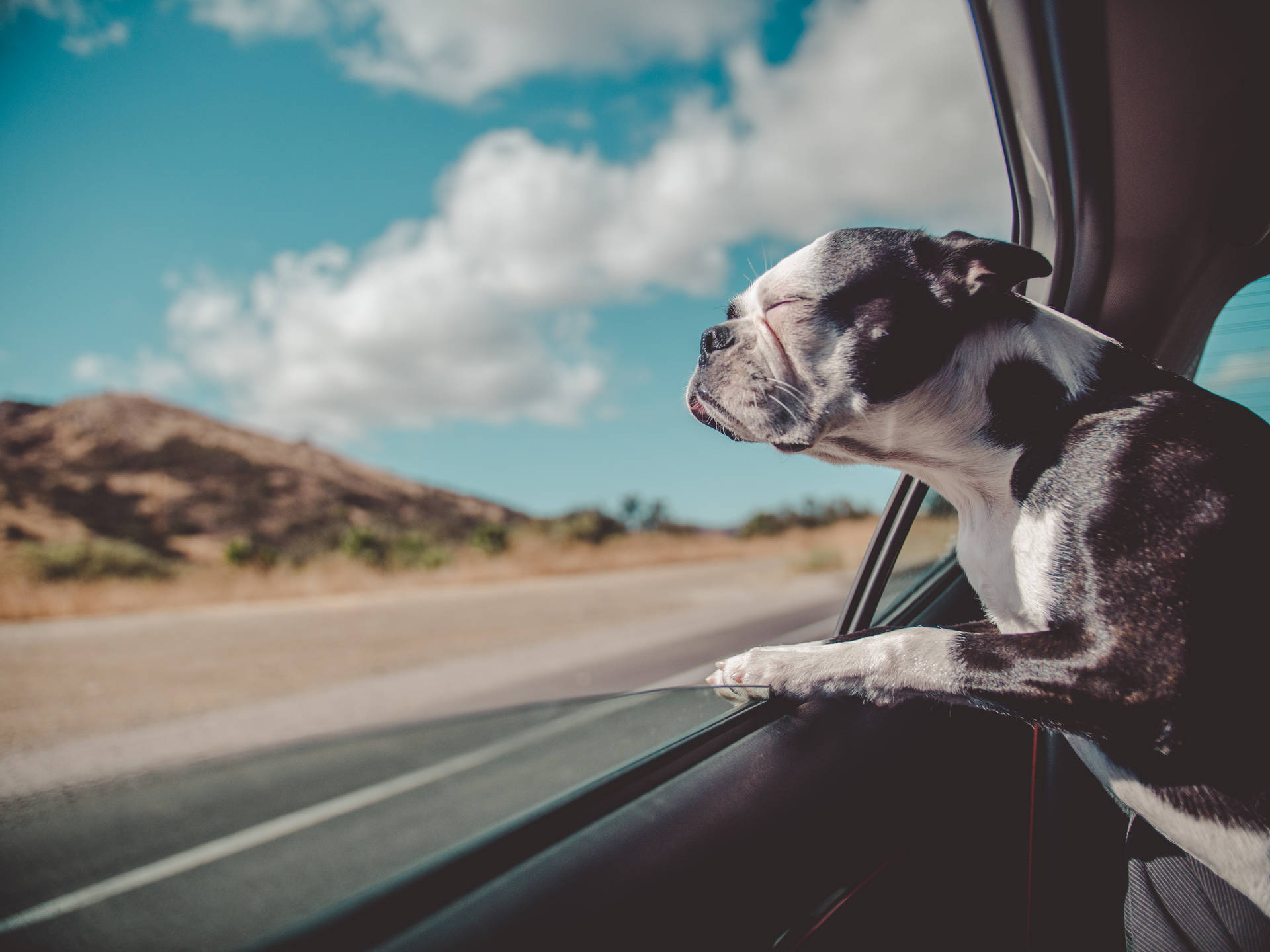 Pet Boston Terrier Dog In Car
