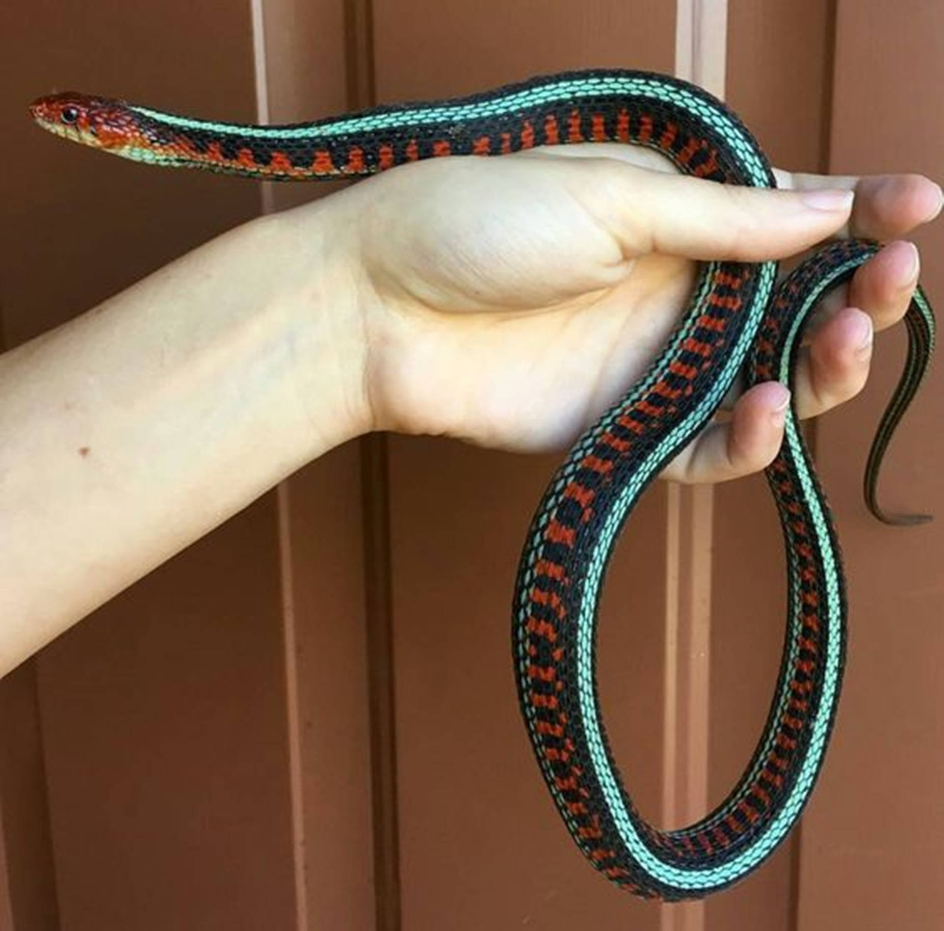 Pet California Red-sided Garter Snake Wallpaper