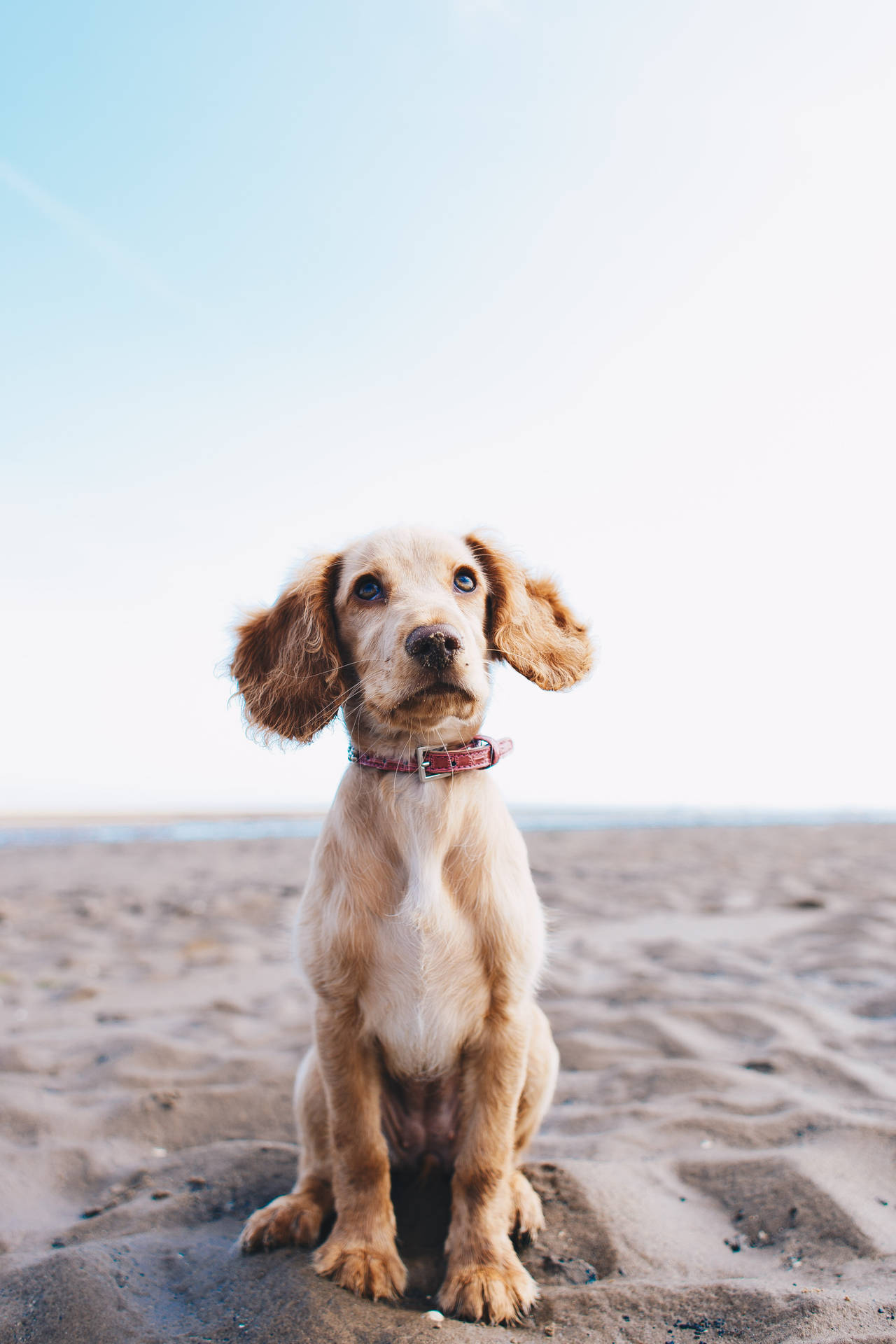 Pet Cocker Dog On Sand Background