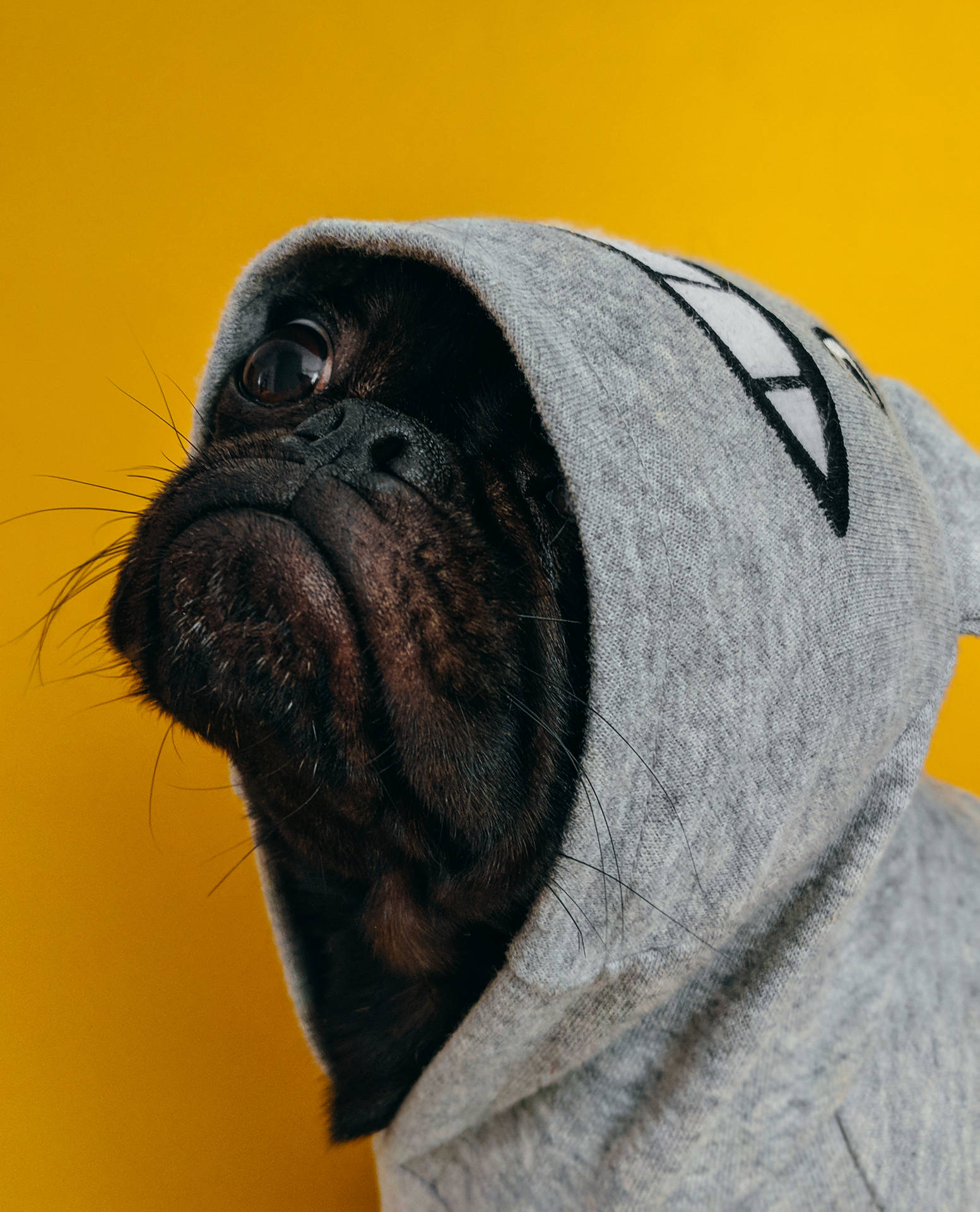 Pet dog in Totoro hoodie wallpaper.