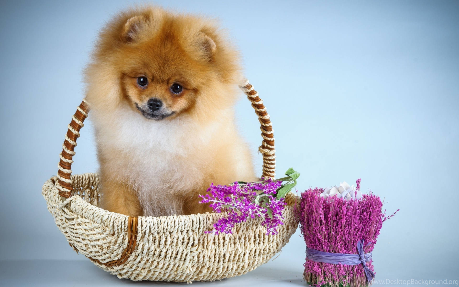 A cute little Pomeranian dog sleeps peacefully in a basket Wallpaper