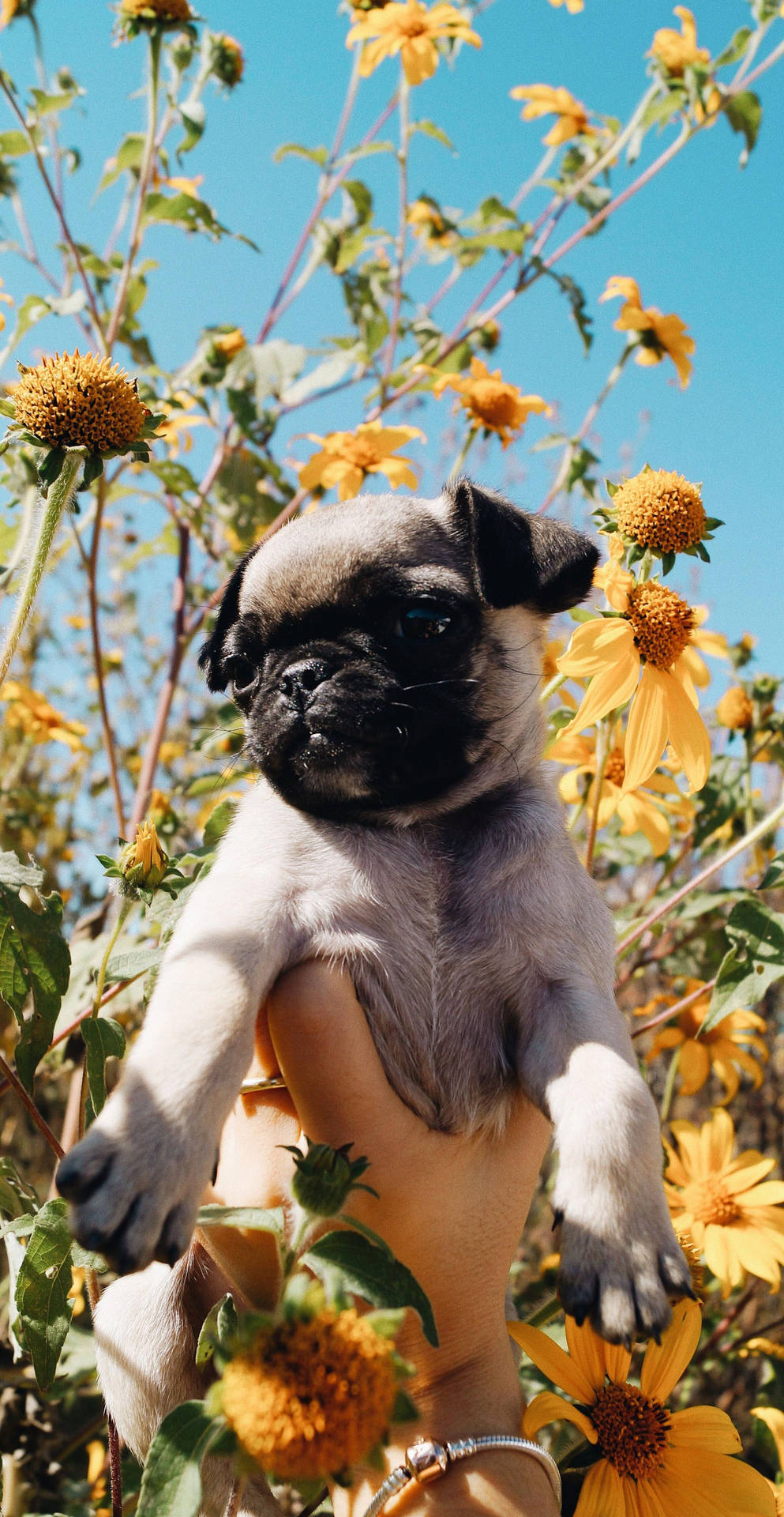 Amantedel Sol Lindo: Un Cachorrito De Pug Y Sus Girasoles. Fondo de pantalla