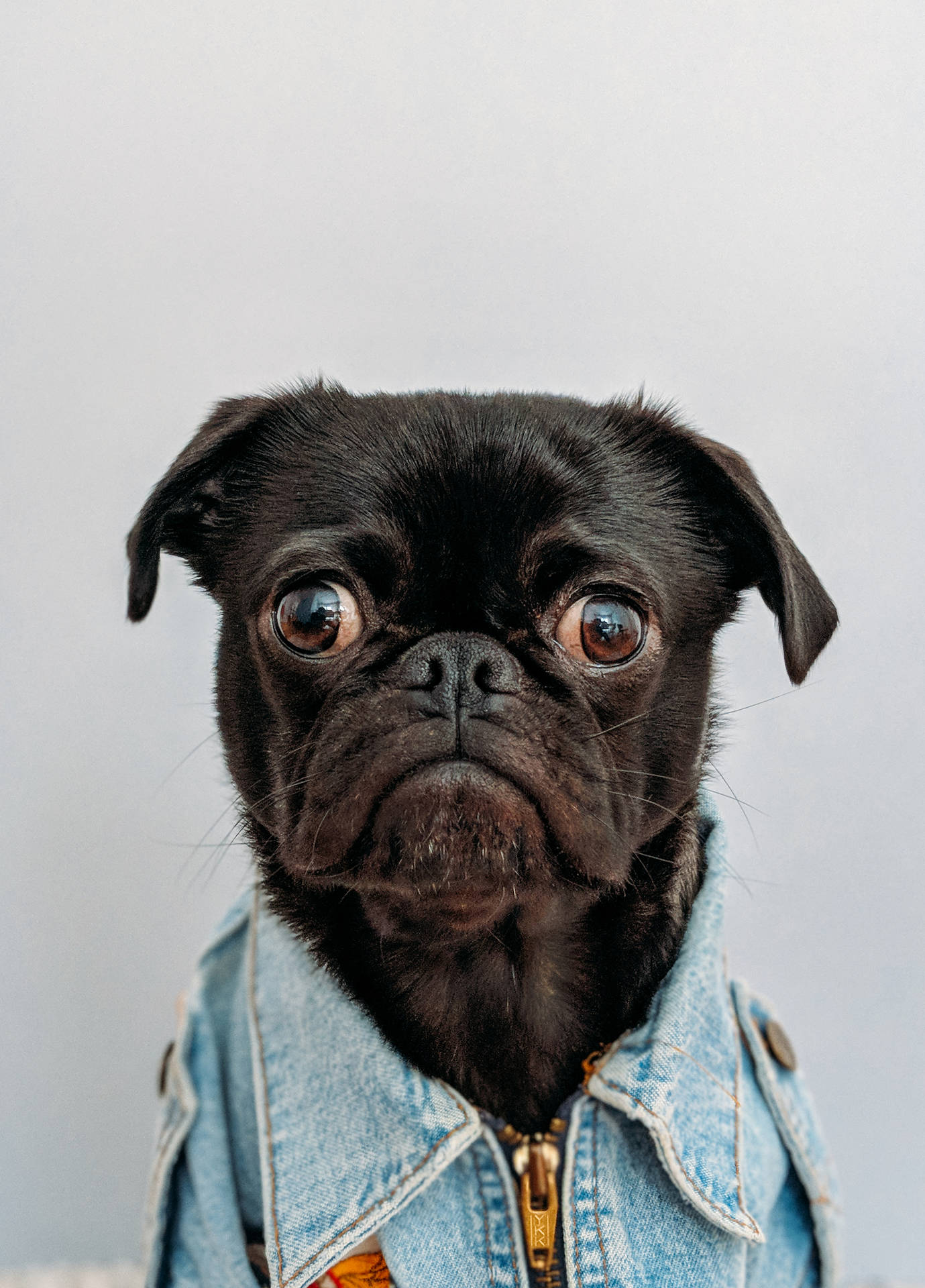 Dennabedårande Hund I Denimkläder Vill Bara Ha En Kram. Wallpaper