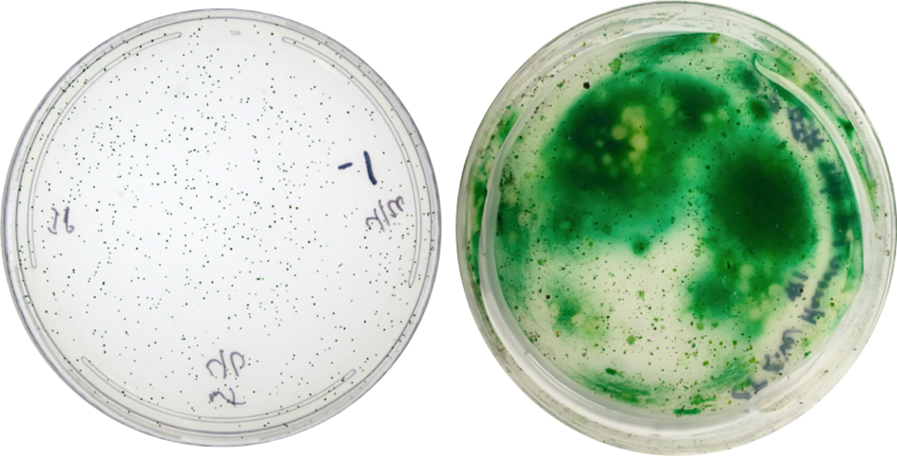 Petri Dish Bacterial Colonies Growth PNG