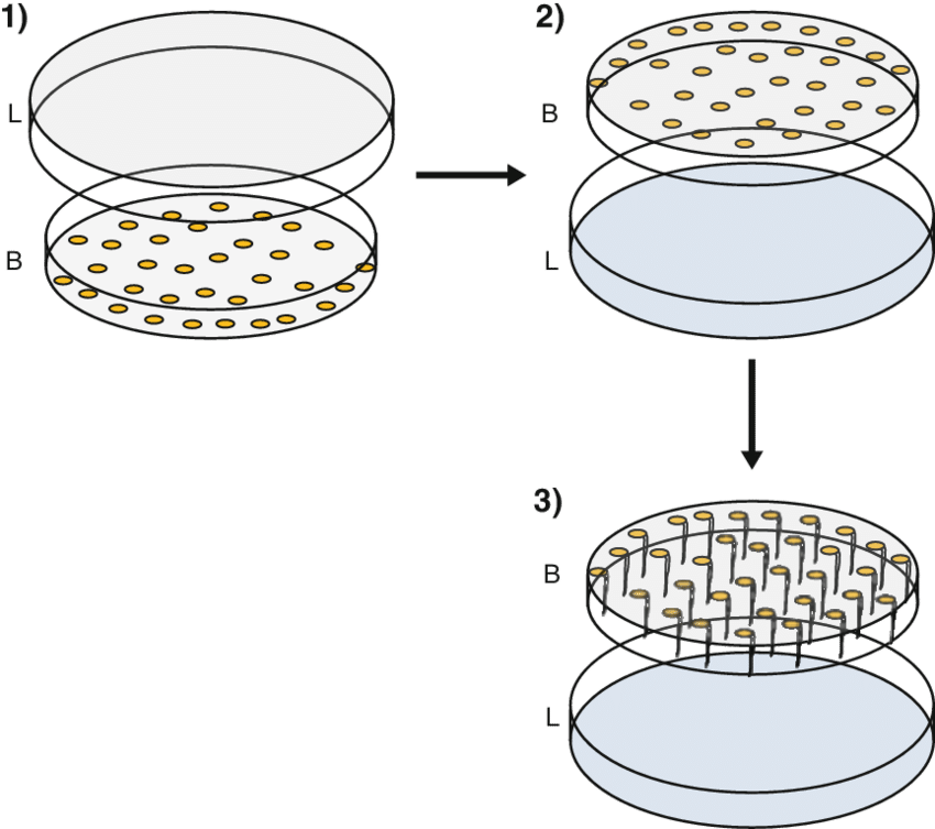 Petri Dish Culture Procedure Illustration PNG