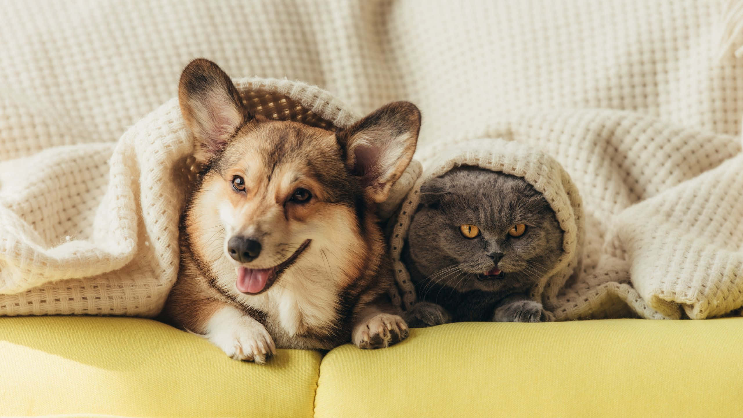 Doiscachorros E Um Gato Sentados Em Um Sofá
