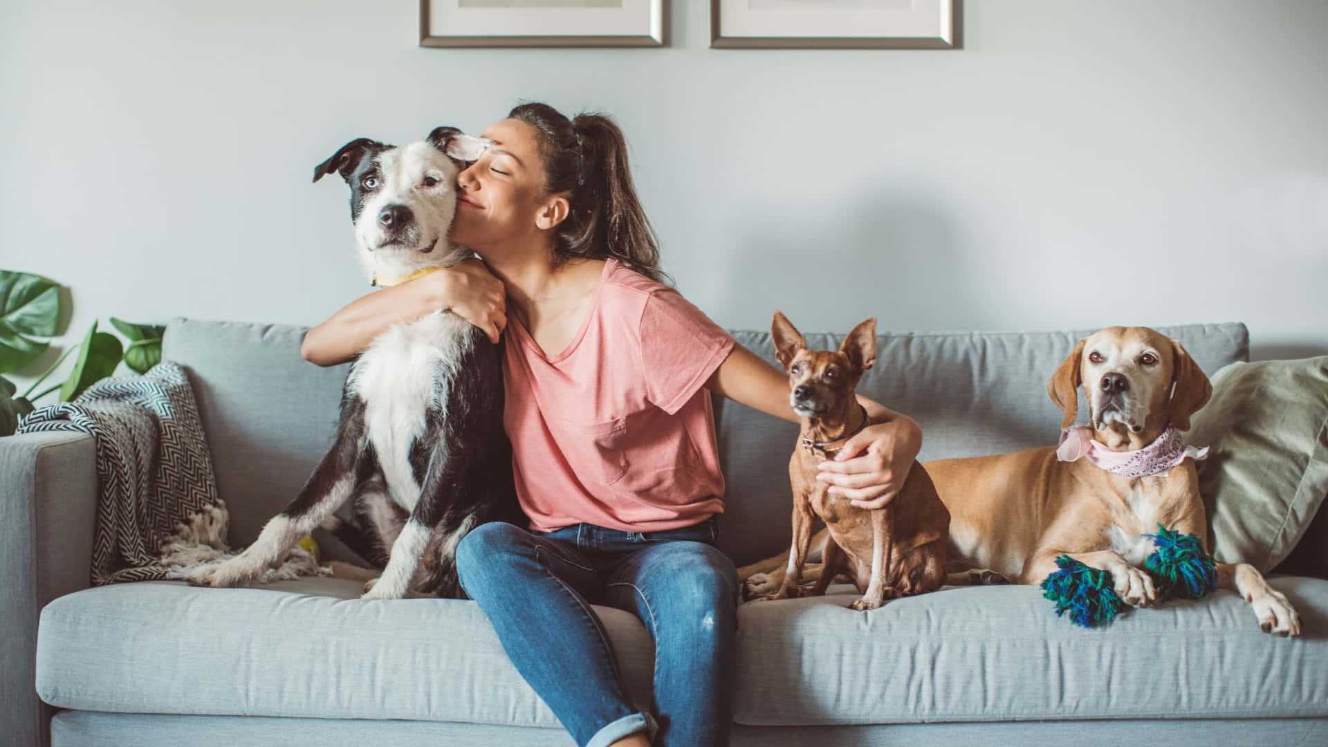 Kvindesidder På Sofaen Med Hunde