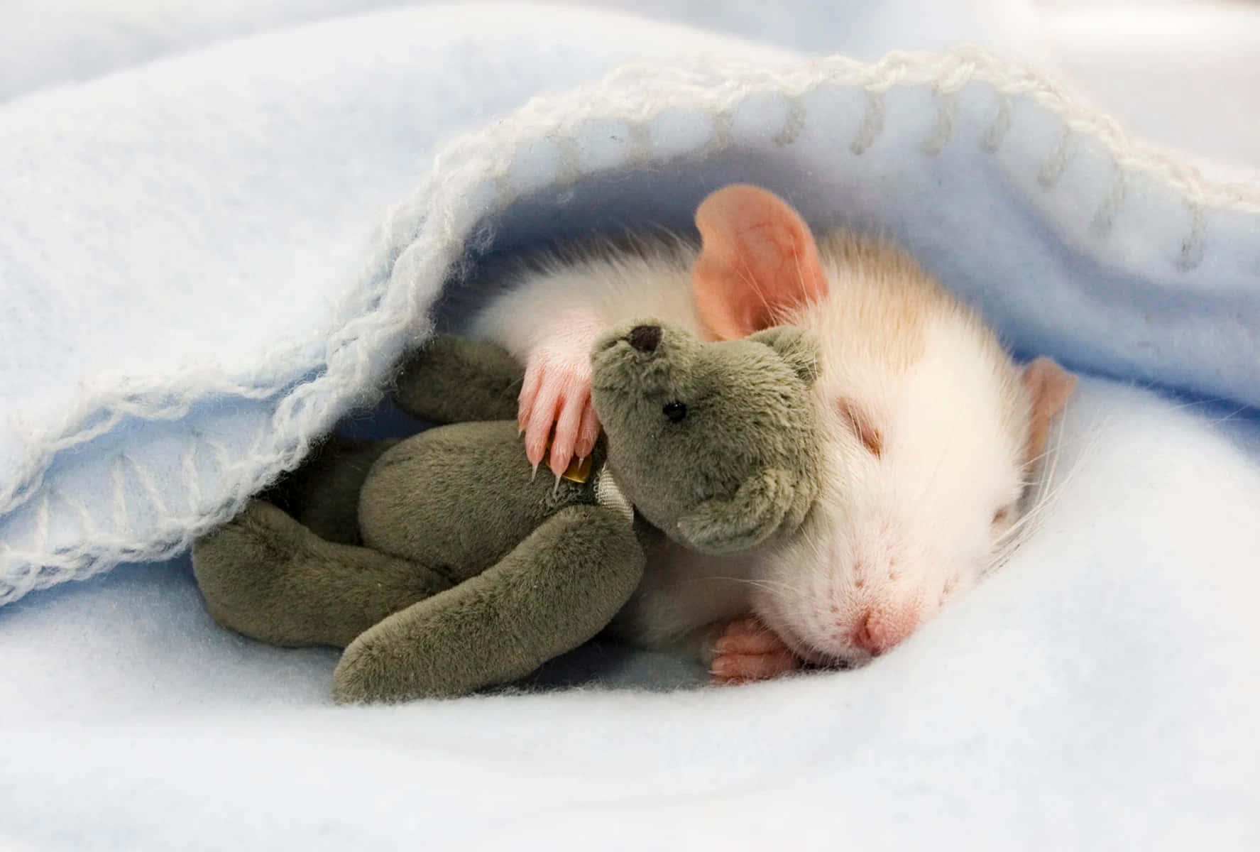 Мышонок. Милые крысы. Что значат мыши во снах