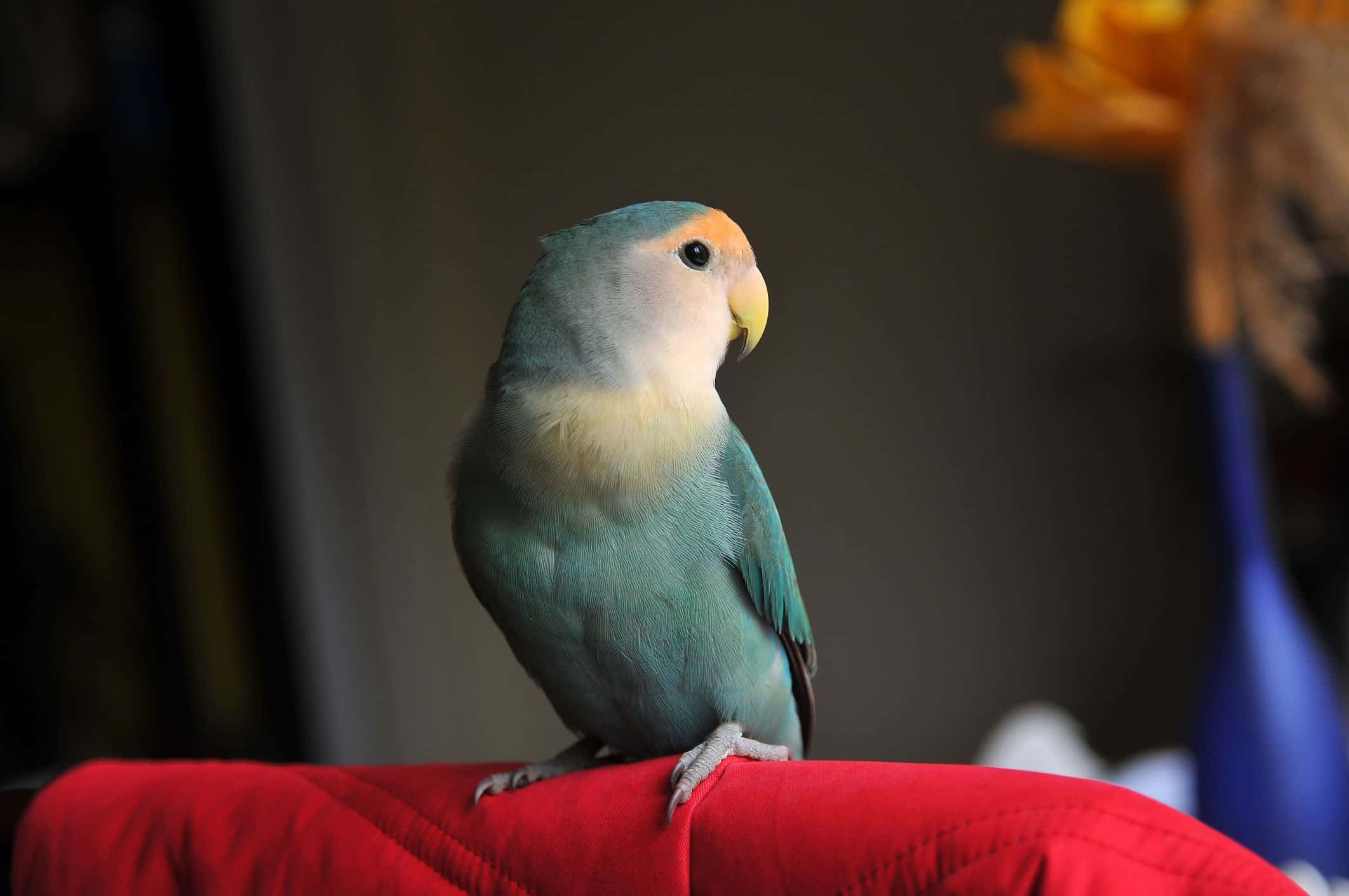 Einblauer Und Gelber Papagei Sitzt Auf Einer Roten Decke.