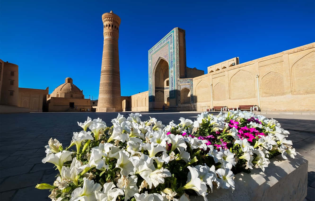 Caption: Vibrant Petunias beautifying the Historic Mosques of Bukhara Wallpaper