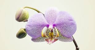Phalaenopsis Orchid Variety Wallpaper