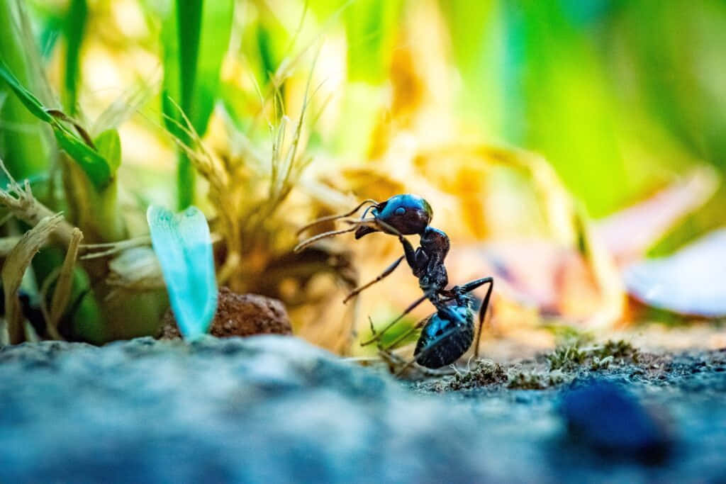 Pharaoh Ant Carrying Leaf Piece Wallpaper